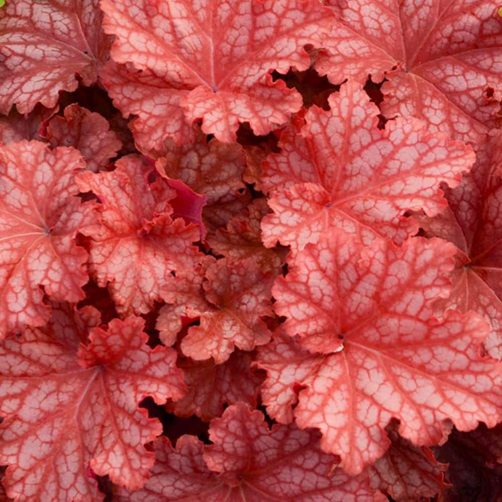 0.65 Gal. Primo Peachberry Ice Coral Bells Heuchera Live Plant, Cream Flowers and Apricot Orange Foliage - Hercitys