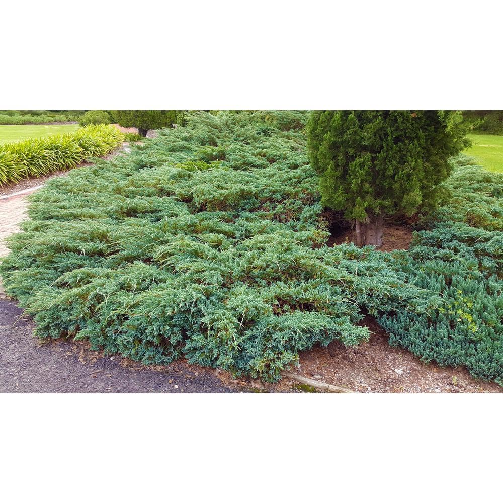 1 Gal. Blue Rug Juniper Shrub Unique Blue Evergreen Ground Cover Shrub, Drought Tolerant - Hercitys