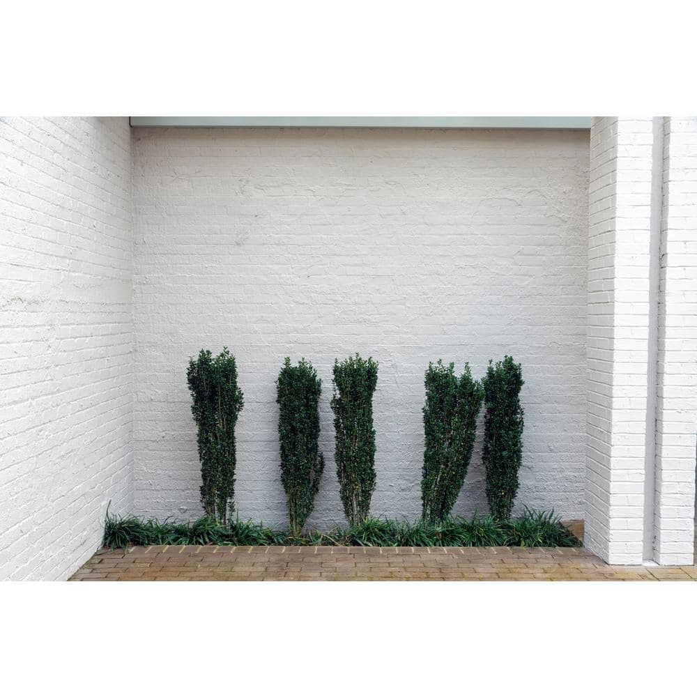 1 Gal. Sky Pencil Holly (Ilex Crenata) Live Evergreen Shrub with Dark Green Foliage - Hercitys