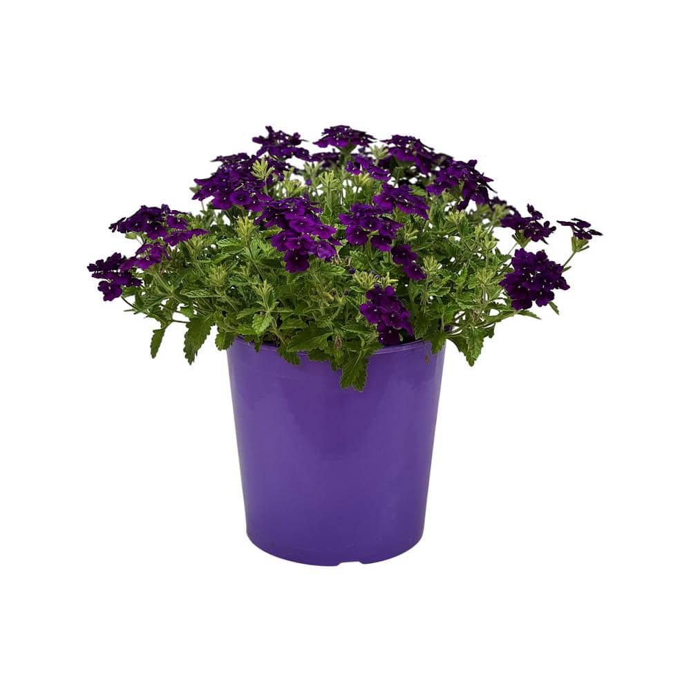 1.5 Gal. Verbina Plant Firehouse Purple Flower in 8.25 in. Grower’s Pot - Hercitys