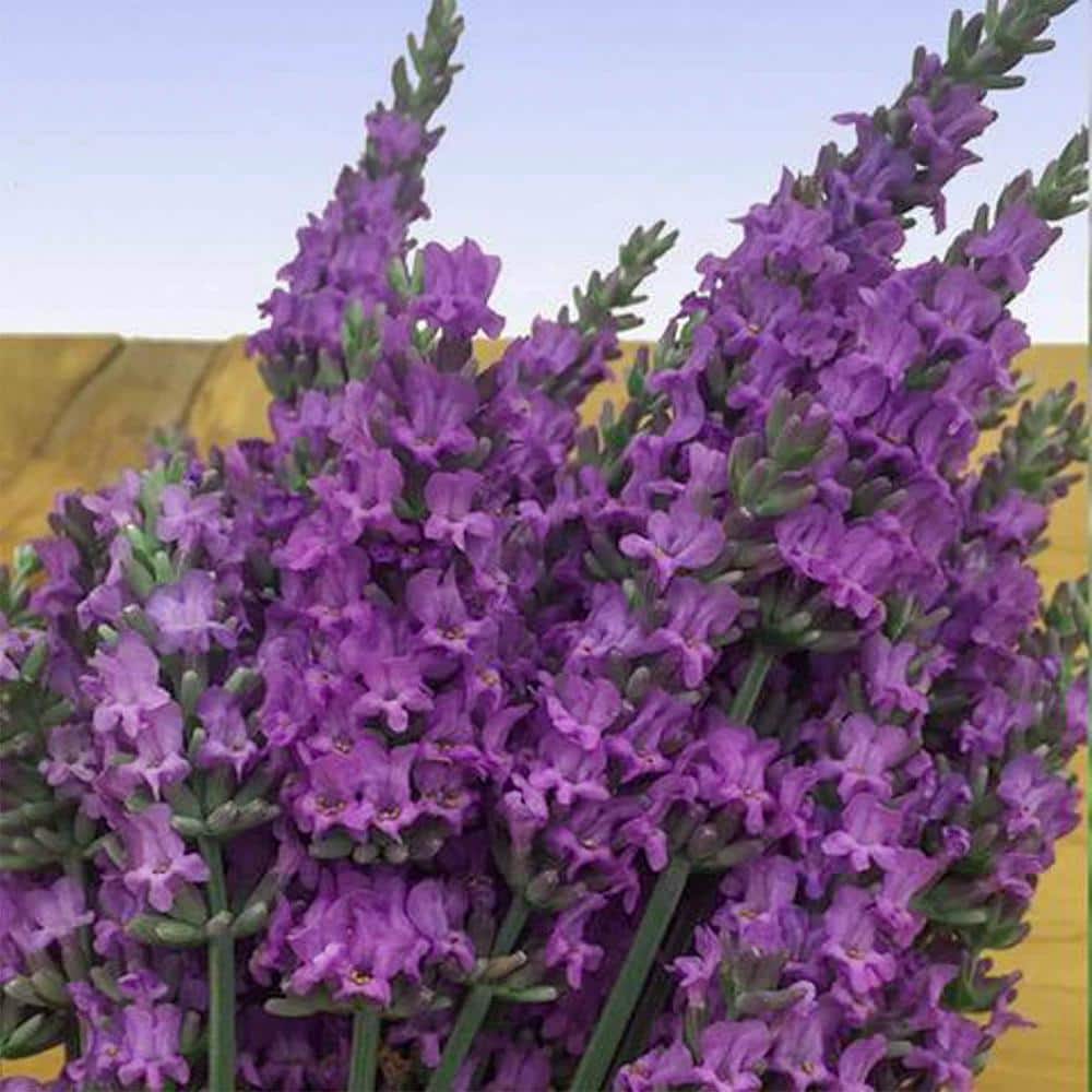 1 Gal. Pot, Senational Lavender Potted Flowering Perennial Plant (1-Pack) - Hercitys