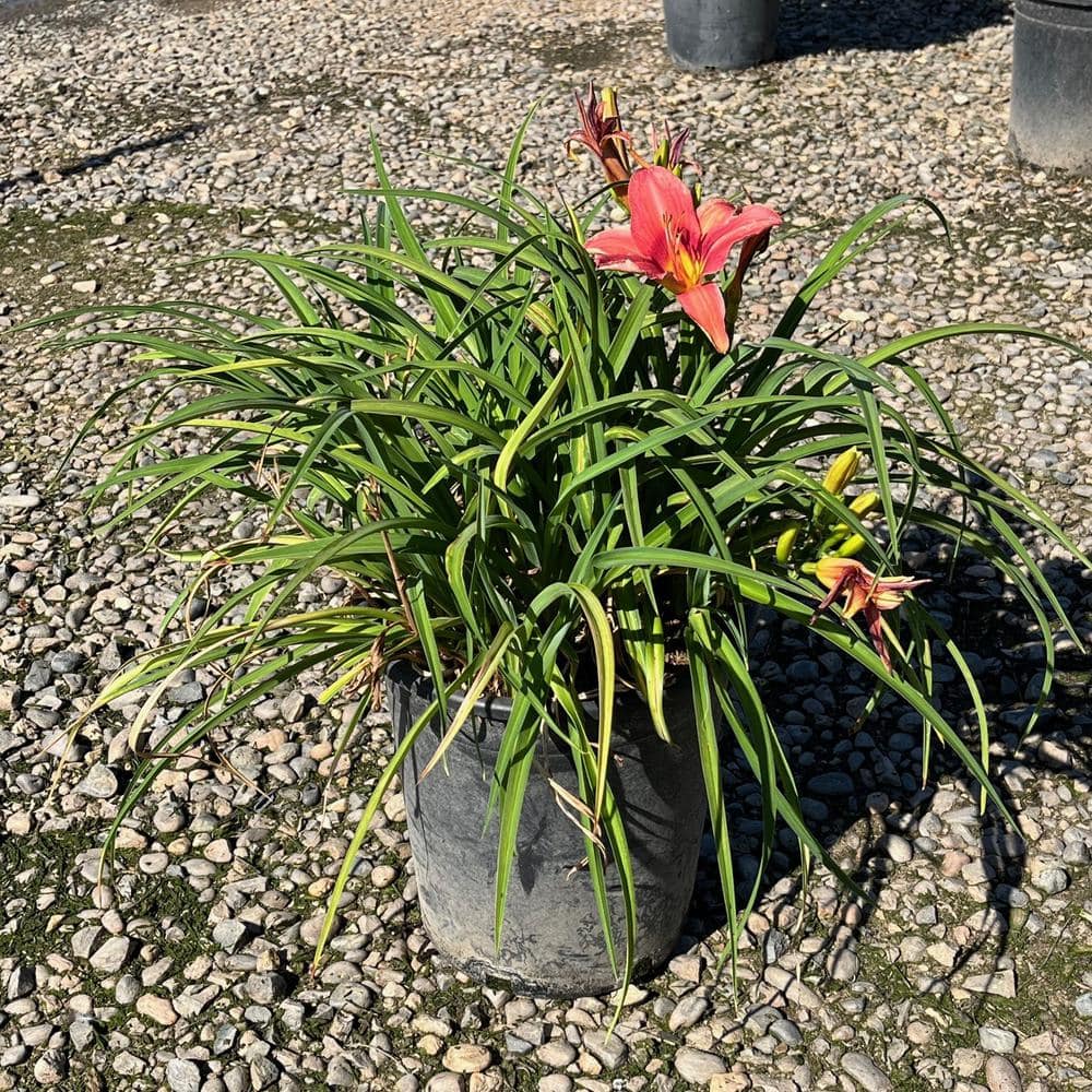 #5 Container Shell Pink Daylily Plant - Hercitys