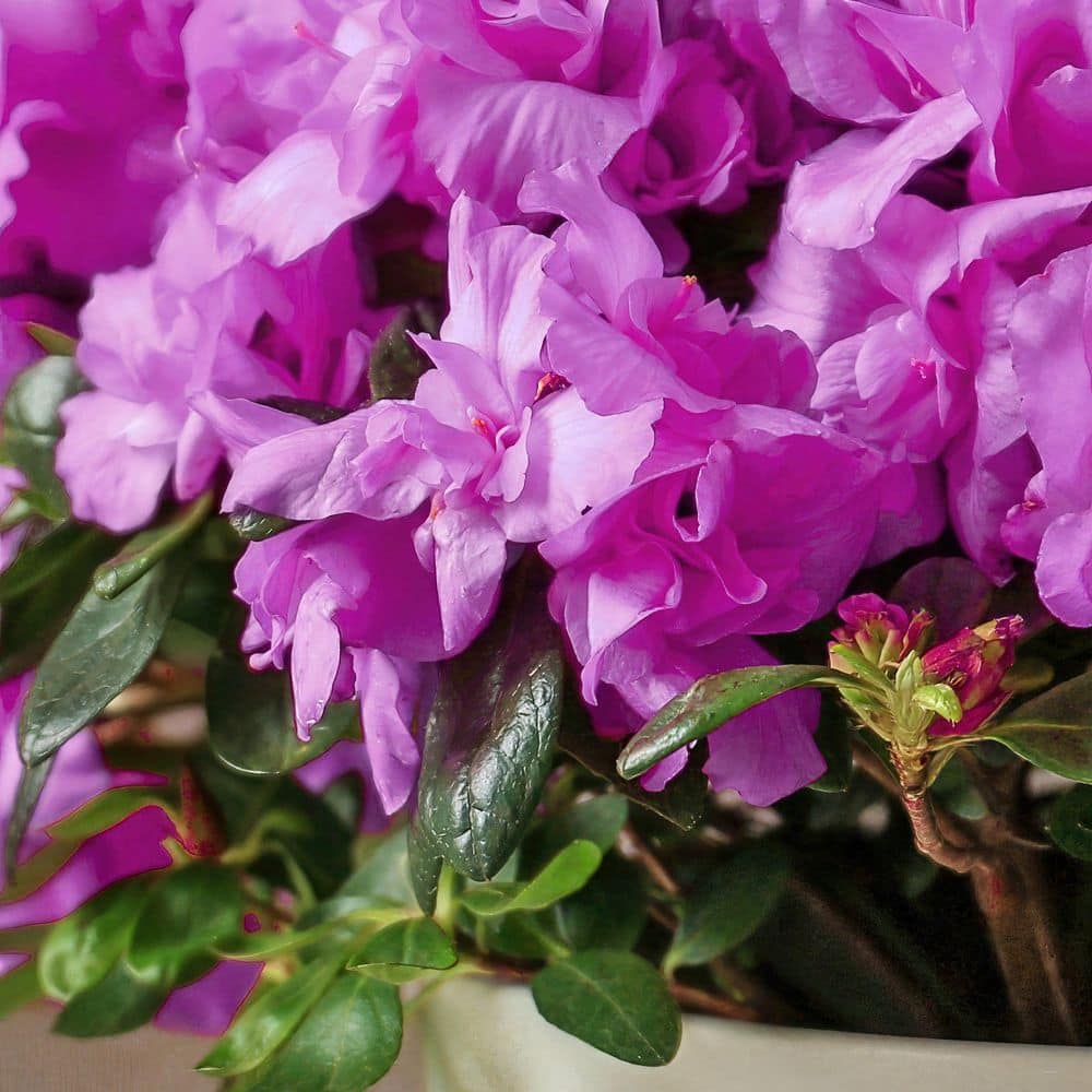 2.5 Quart Azalea ‘Amelia Rose’ Flowering Shrub with Pink Flowers - Hercitys