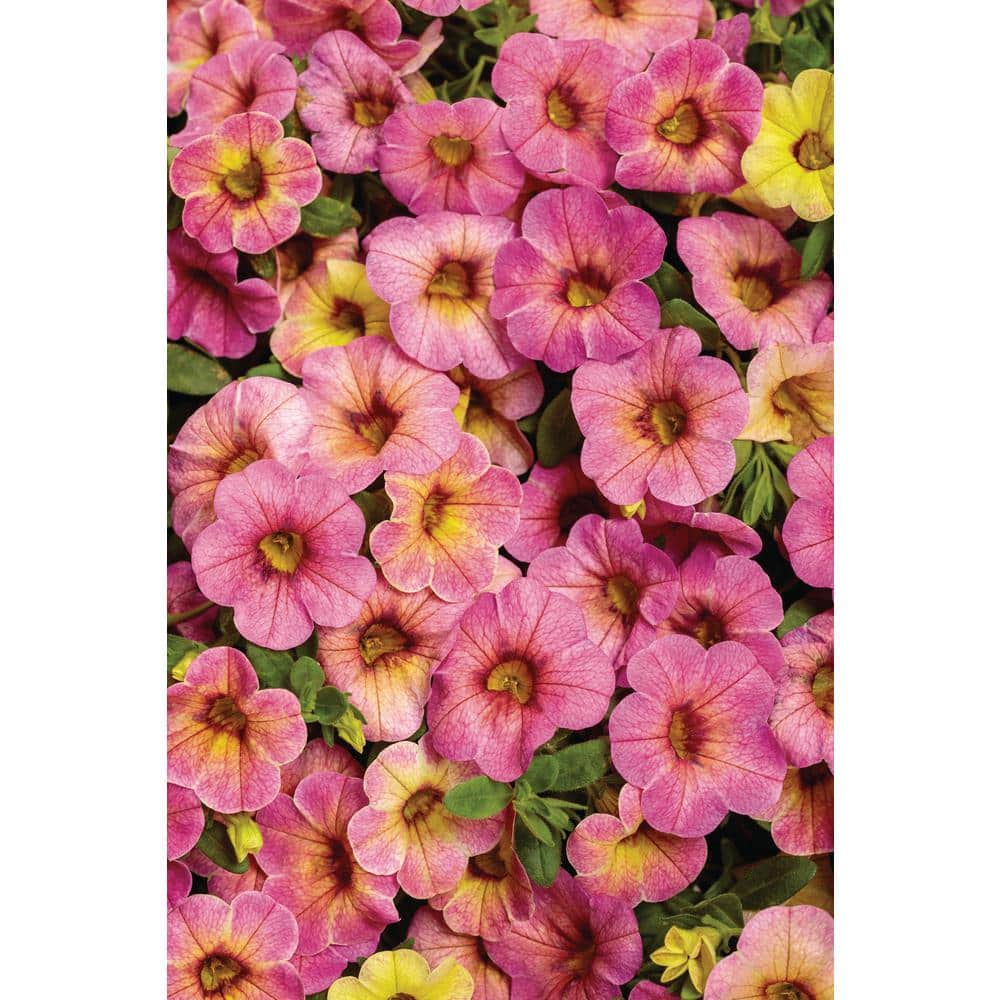 4.25 in. Eco+Grande, Superbells Prism Pink Lemonade (Calibrachoa Hybrid), Live Plant, Pink Flowers (4-Pack) - Hercitys