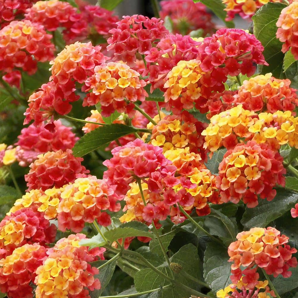 2.5 in Bloomify Mango Lantana Plant with Multi-Color Flowers (3-Pack) - Hercitys