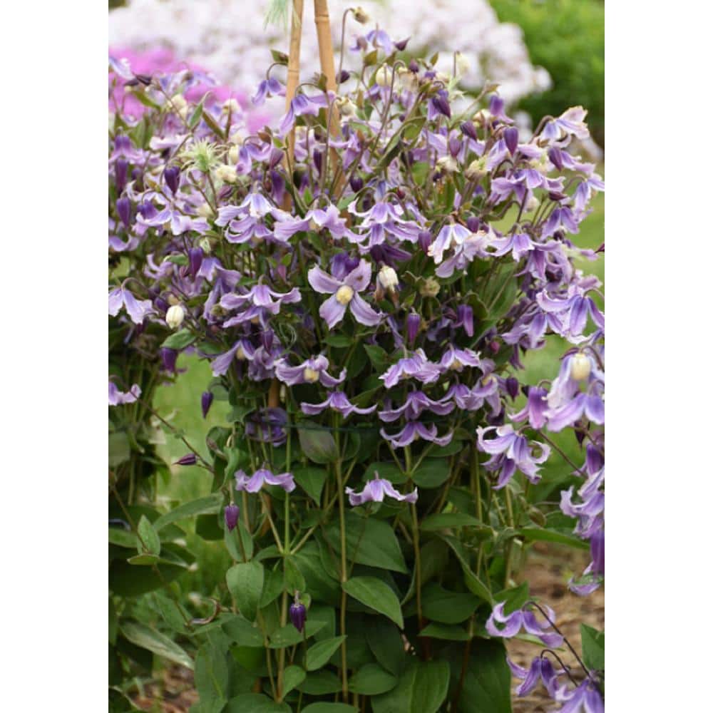 0.65 Gal. ‘Stand by Me Lavender’ (Bush Clematis) Live Plant Green Foliage and Purple Flowers - Hercitys