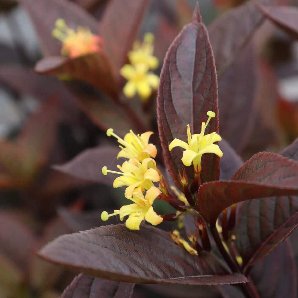 4.5 in. qt. Kodiak Jet Black (Diervilla Hybrid) Live Flowering Shrub with Yellow Flowers and Black Foliage - Hercitys