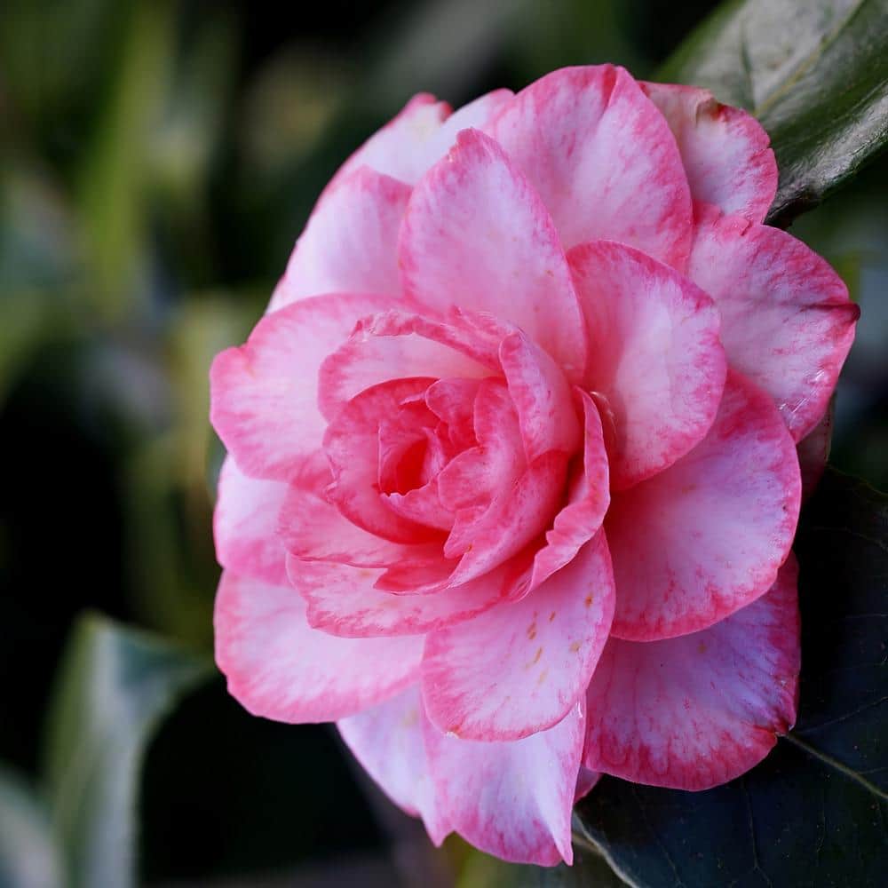 3 gal. Camellia Leslie Ann Shrub with White and Pink Flowers - Hercitys