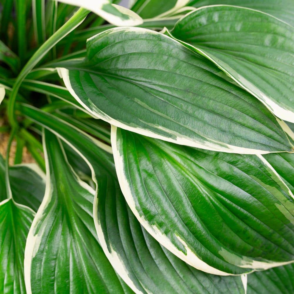 2 Gal. Francess Hosta, Live Perennial Plant, Forest Green with White Foliage - Hercitys