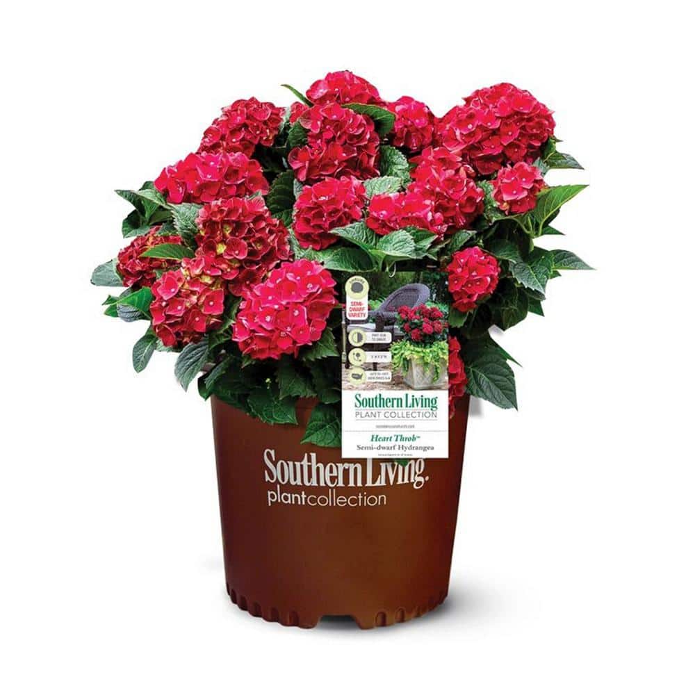 2 Gal. Heart Throb Hydrangea Shrub, Live Blooming Plant with Cherry Red Flowers - Hercitys