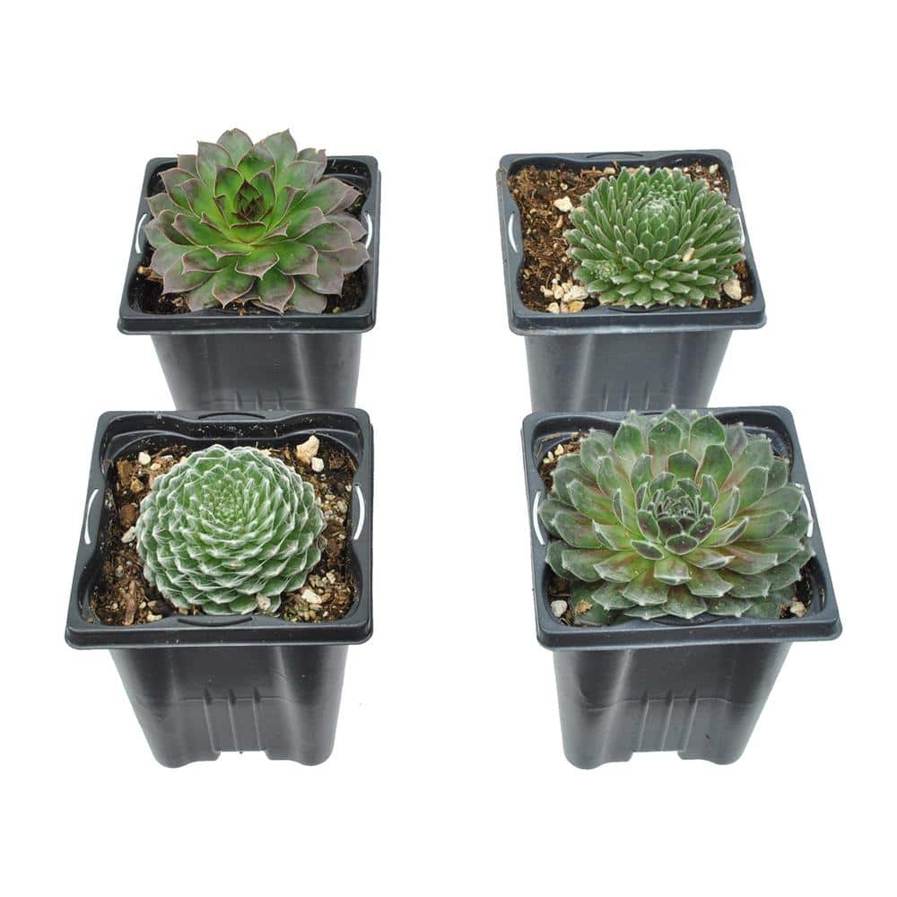 1.0 QT. Perennial Assorted Sempervivum Succulent (Hens and Chicks) (4-Pack) - Hercitys