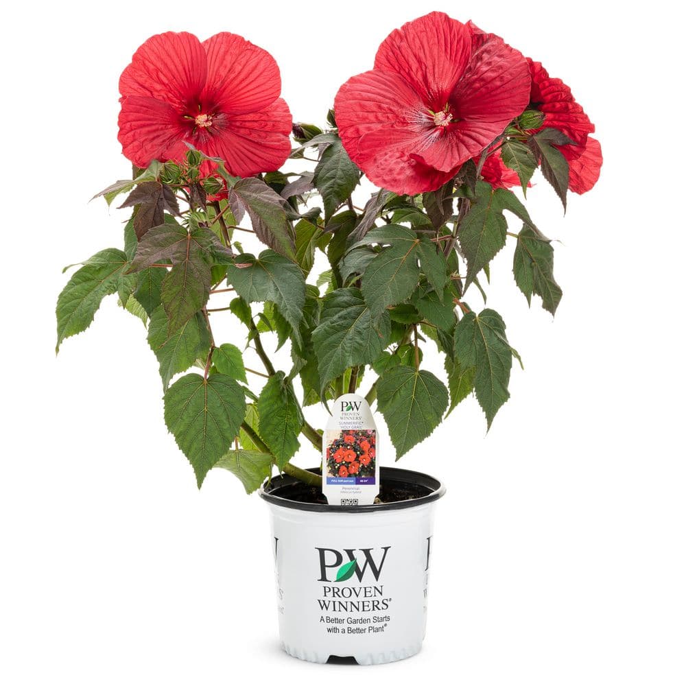 2 Gal. Summerific Holy Grail Rose Mallow (Hibiscus Hybrid) Live Perennial Plant with Red Flowers - Hercitys
