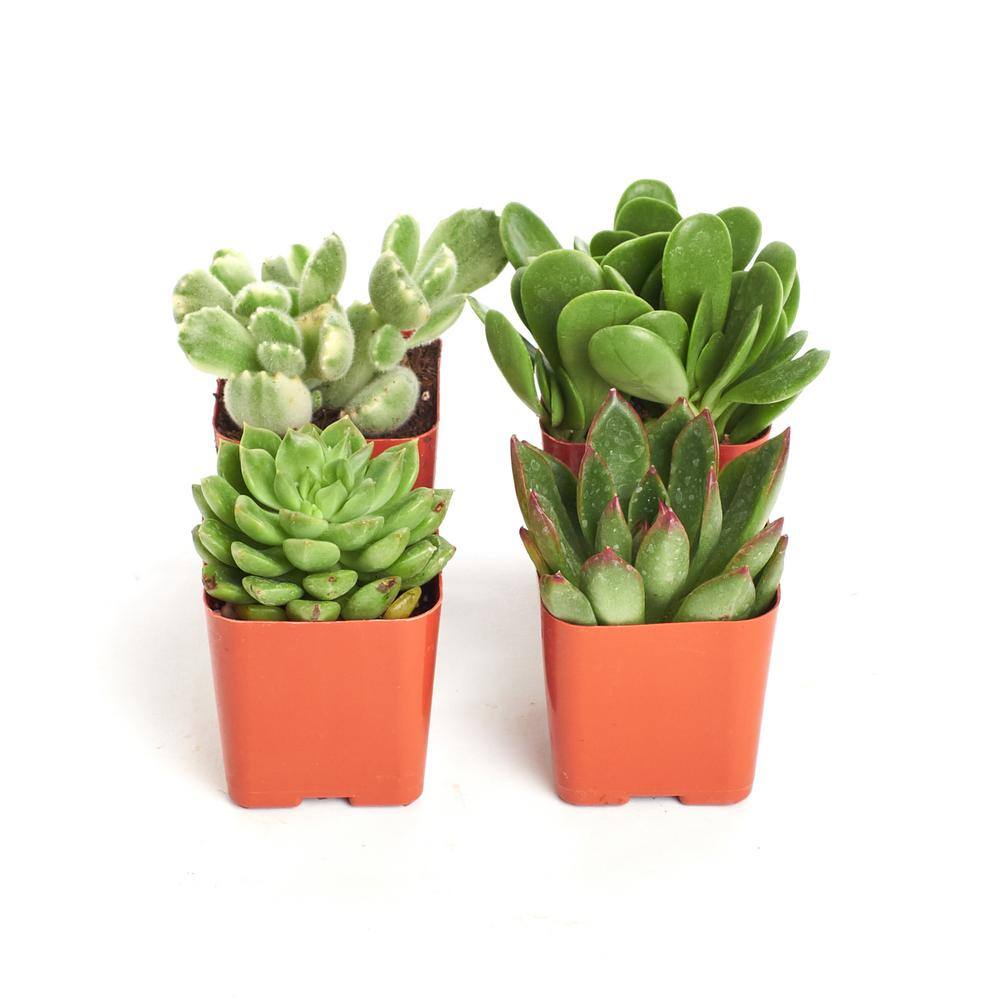 2 in. Green Succulent (Collection of 4) - Hercitys