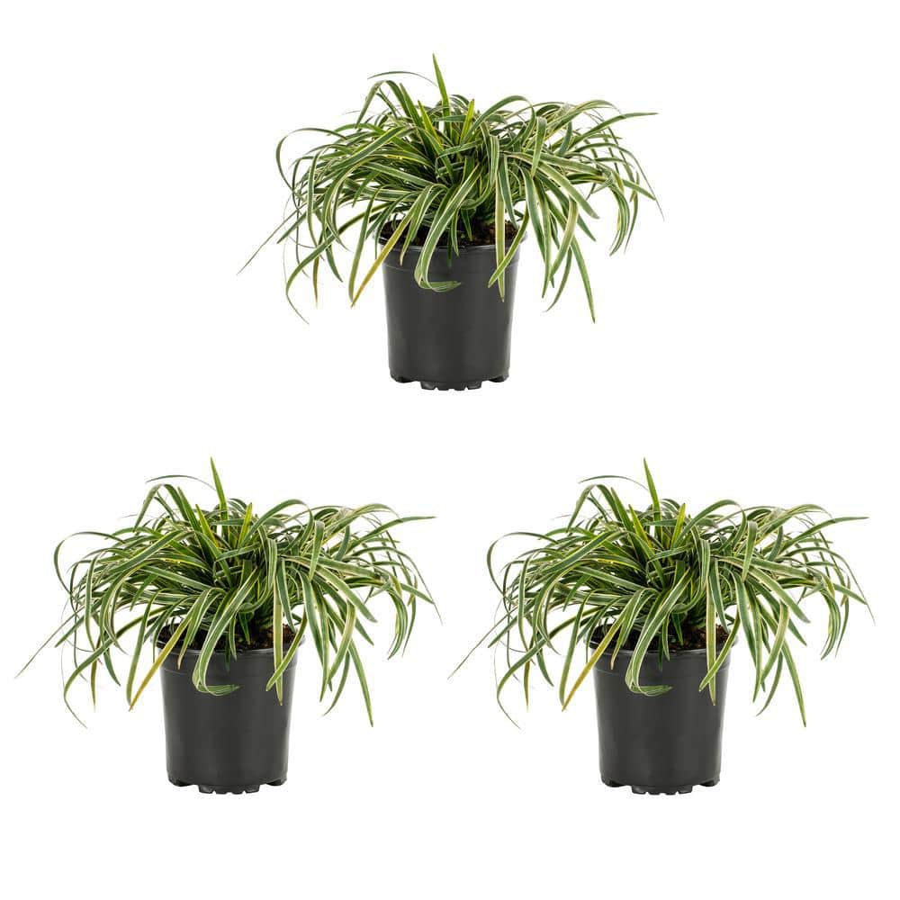 2 Qt. Silvery Sunproof Variegated Liriope Green Perennial Plant (3-Pack) - Hercitys