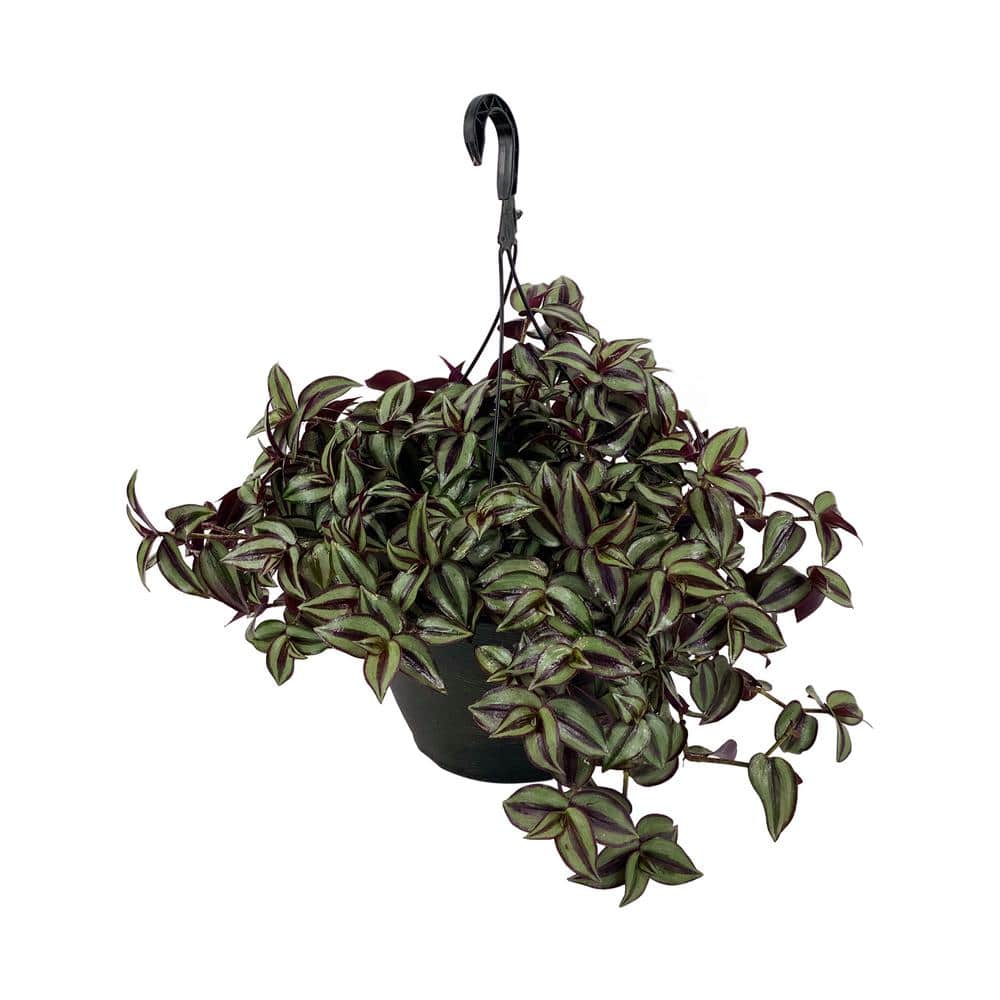 1.8 Gal. Tradescantia Plant in 11 in. Hanging Basket - Hercitys