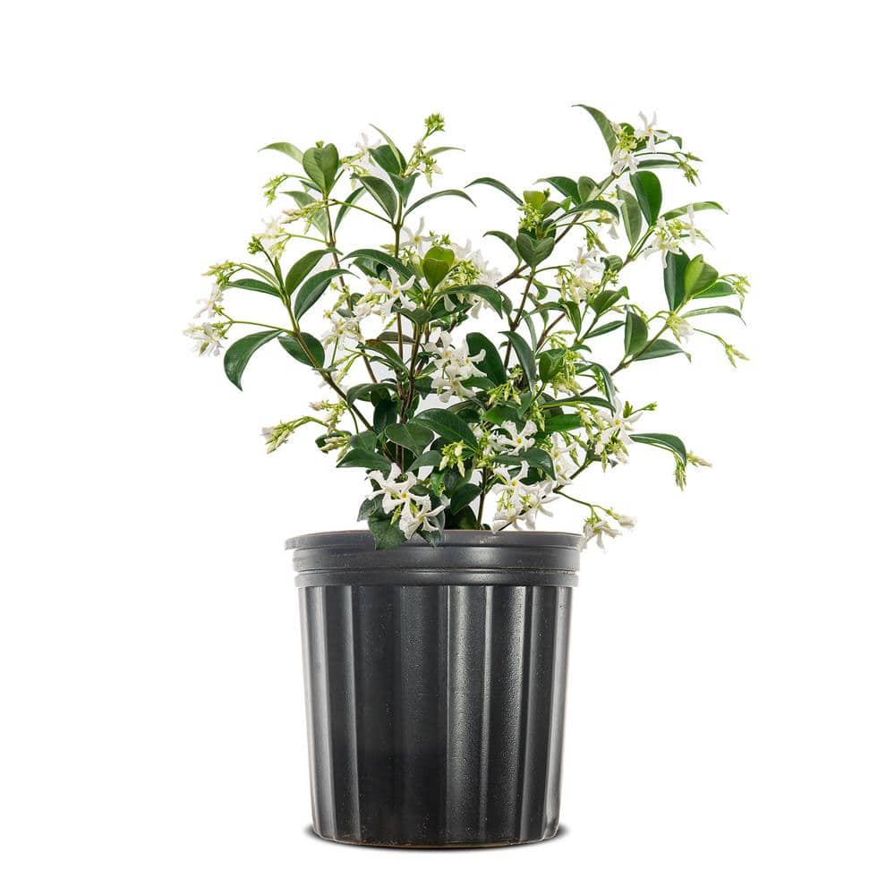 1 Gal. Confederate Jasmine Plant, Re-Blooming Fragrant White Flowers - Hercitys