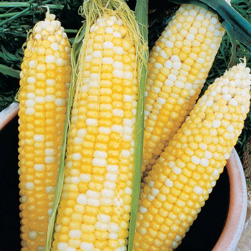 0.50 lb. Sweet Corn Honey and Cream Hybrid (Seed Packet) - Hercitys