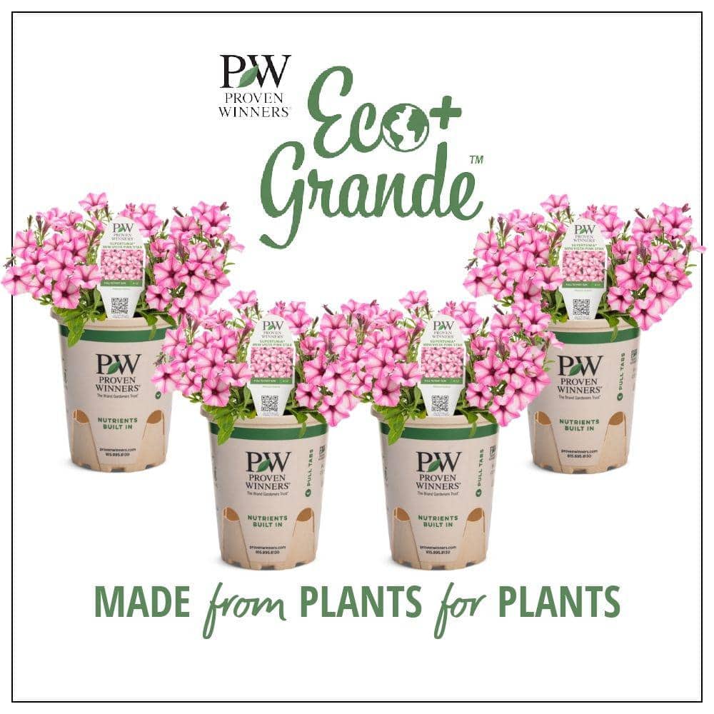 4.25 in. Eco+Grande Supertunia Mini Vista Pink Star (Petunia) Live Plant, Light Pink and White Striped Flowers (4-Pack) - Hercitys