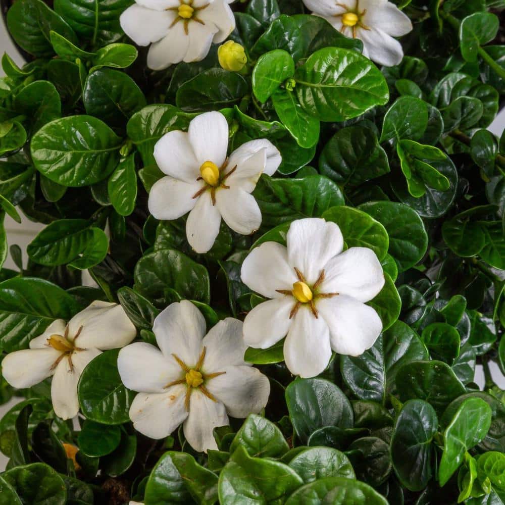 2 Gal. Diamond Spire Gardenia Shrub with Fragrant White Flowers - Hercitys