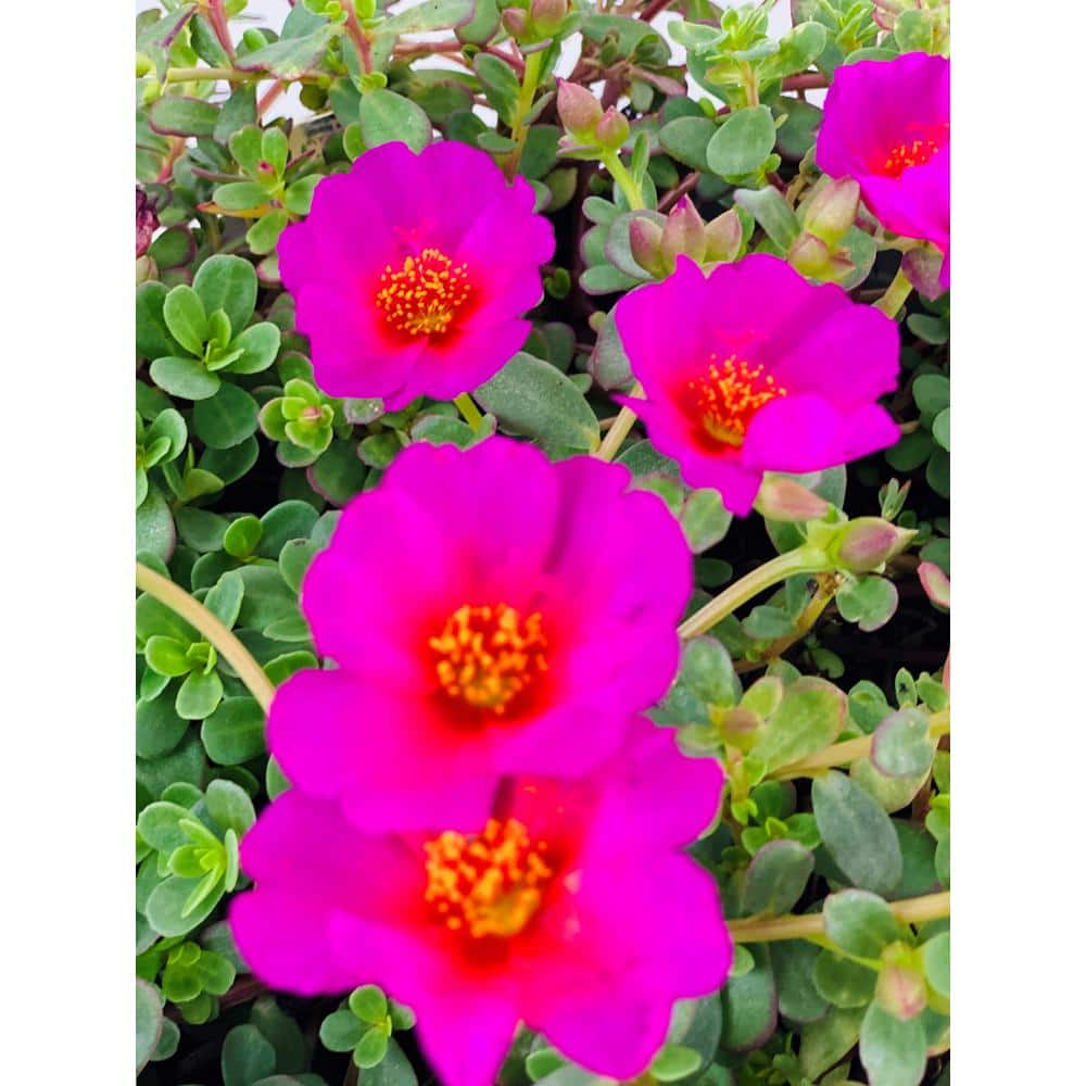 1.38 Pt. Purslane Plant Purple Flowers in 4.5 In. Grower’s Pot (4-Plants) - Hercitys