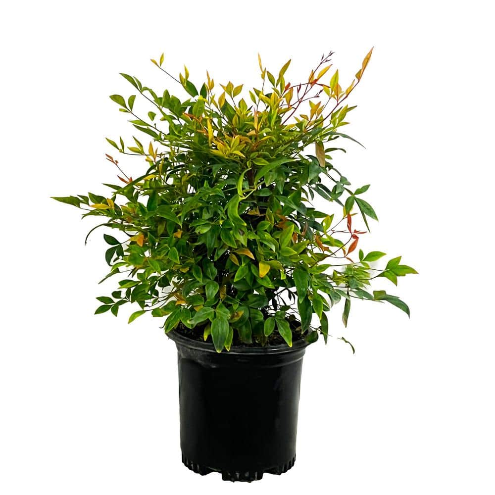 2.5 Qt. Gulf Stream Heavenly Bamboo Live Shrub with Small White Flowers - Hercitys