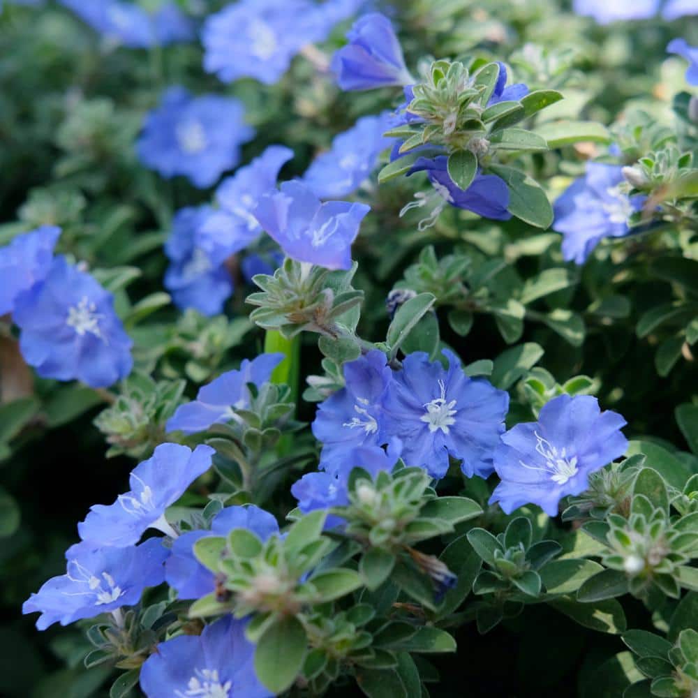 4 in. Evolvulus Beach Bum Blue Plant in Grower Containers (3-Piece) - Hercitys