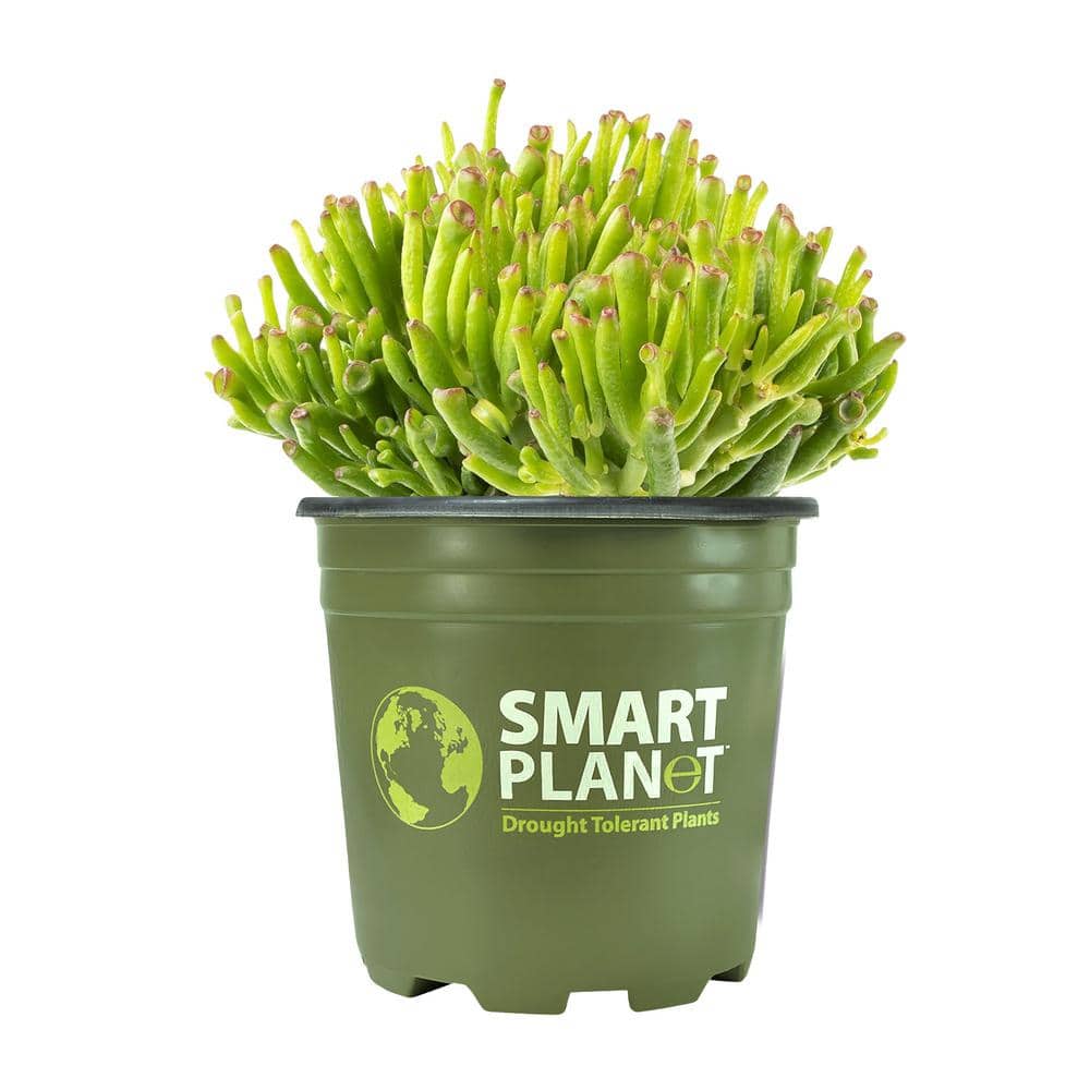 1G Crassula Ovata Gollum (Jade Plant) - Hercitys