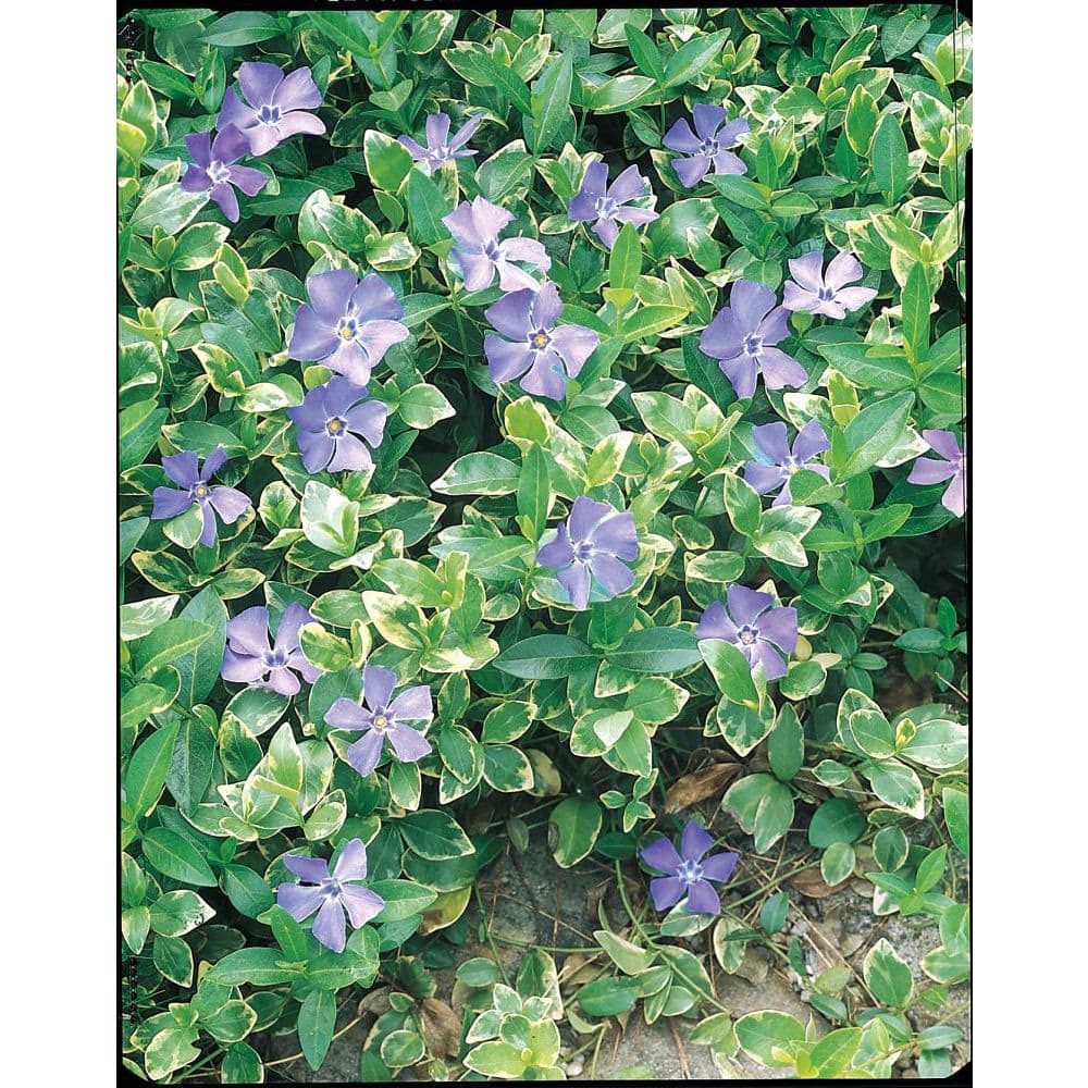 1 Gal. Pot, Ralph Shugert Groundcover Vinca Potted Flowering Perennial Plant (1-Pack) - Hercitys