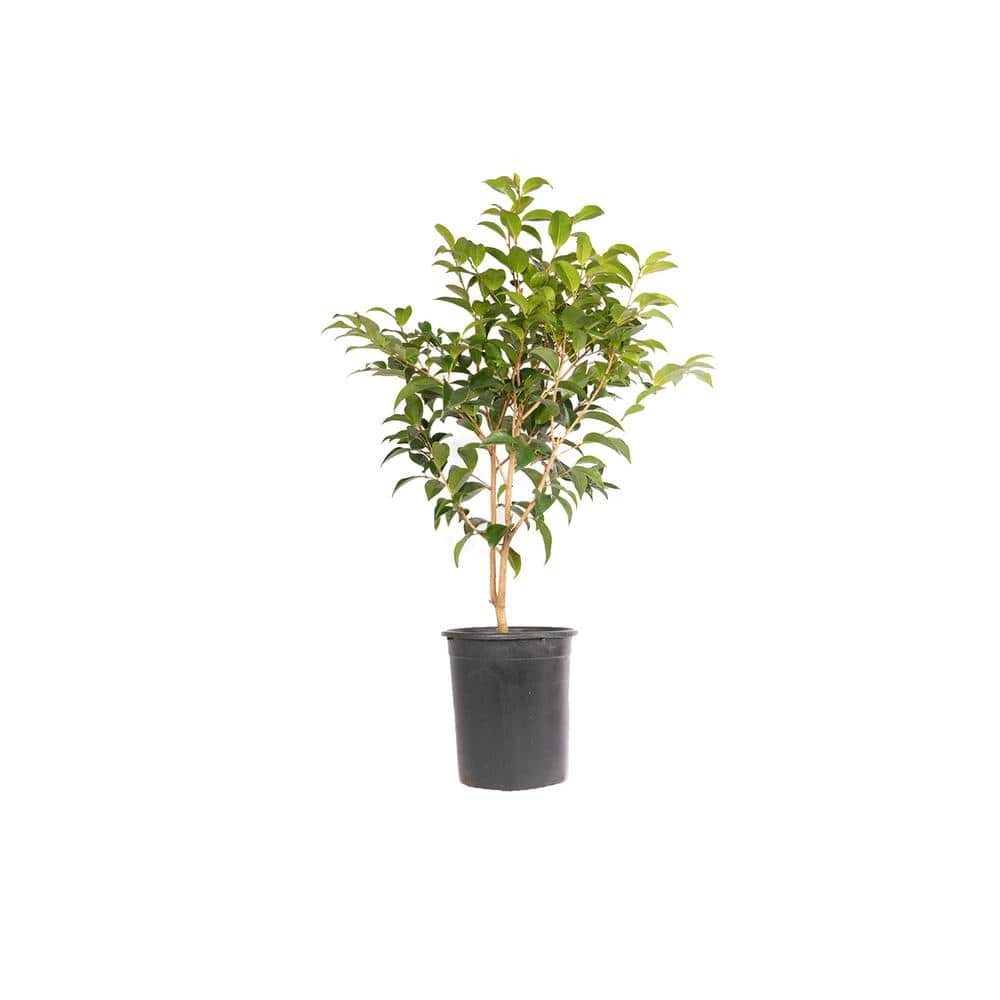 #5 Container Silver Waves Camellia Plant - Hercitys