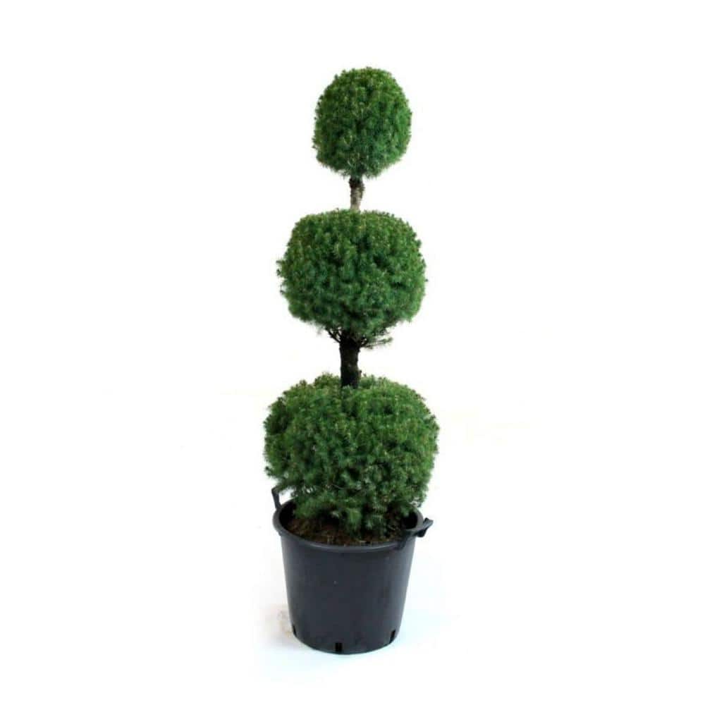 3 gal. Alberta Spruce Shrub with Formal Poodle Topiary Shape - Hercitys