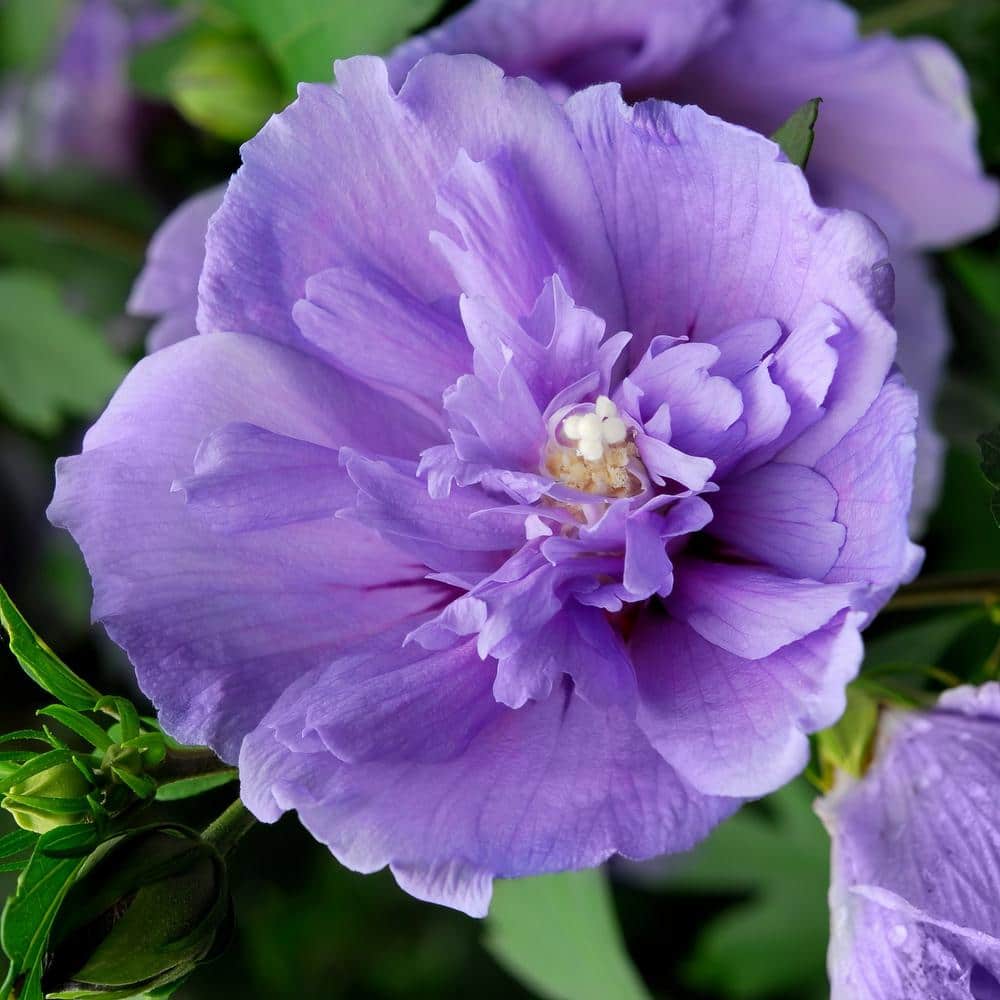 2 Gal. Hibiscus Blueberry Smoothie Shrub with Purple Flowers - Hercitys