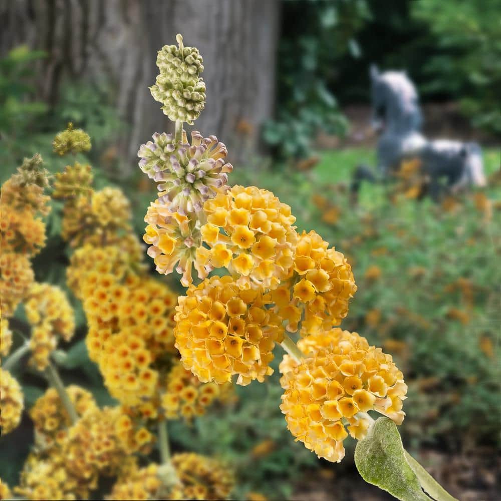3 gal. Buddleia Honeycomb Shrub with Yellow Flowers - Hercitys