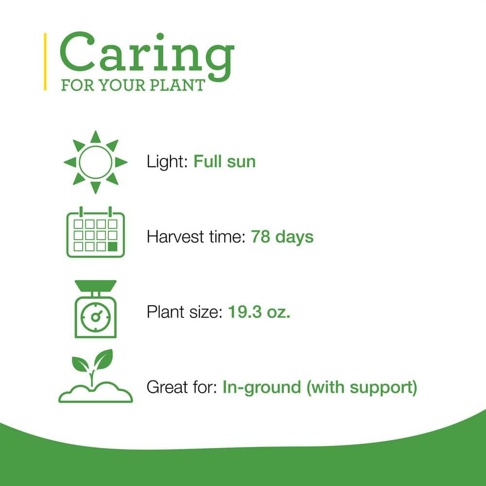 19 oz. Big Boy Tomato Plant (2-Pack) - Hercitys