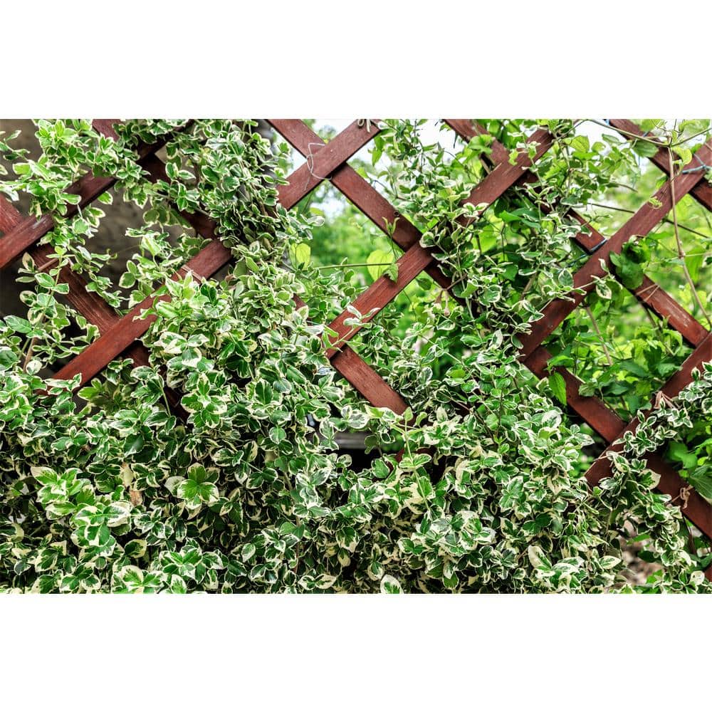 1 Gal. Silver Queen Euonymus Shrub With Silver Variegated Evergreen Foliage - Hercitys