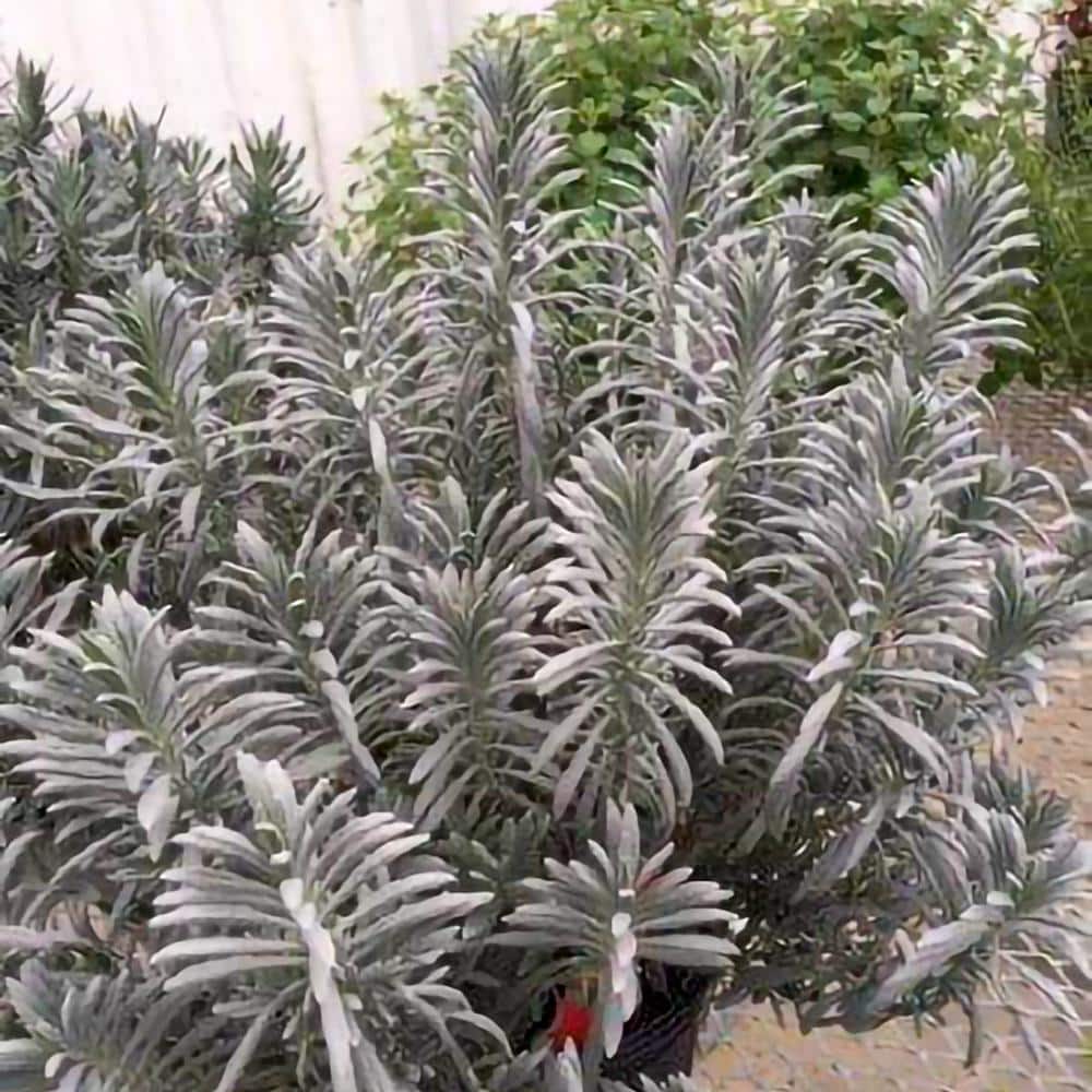 1 Gal. Pot, Senational Lavender Potted Flowering Perennial Plant (1-Pack) - Hercitys