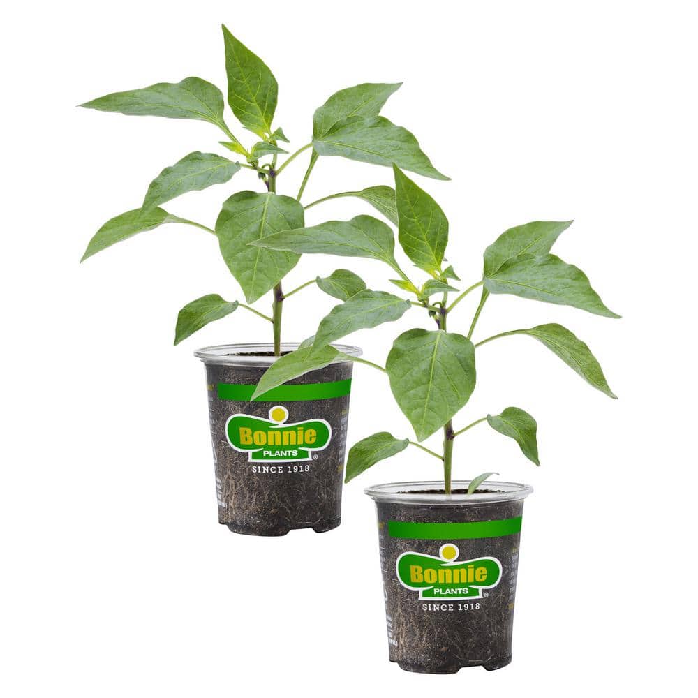 19.3 oz. Shishito Pepper (2-Pack) - Hercitys