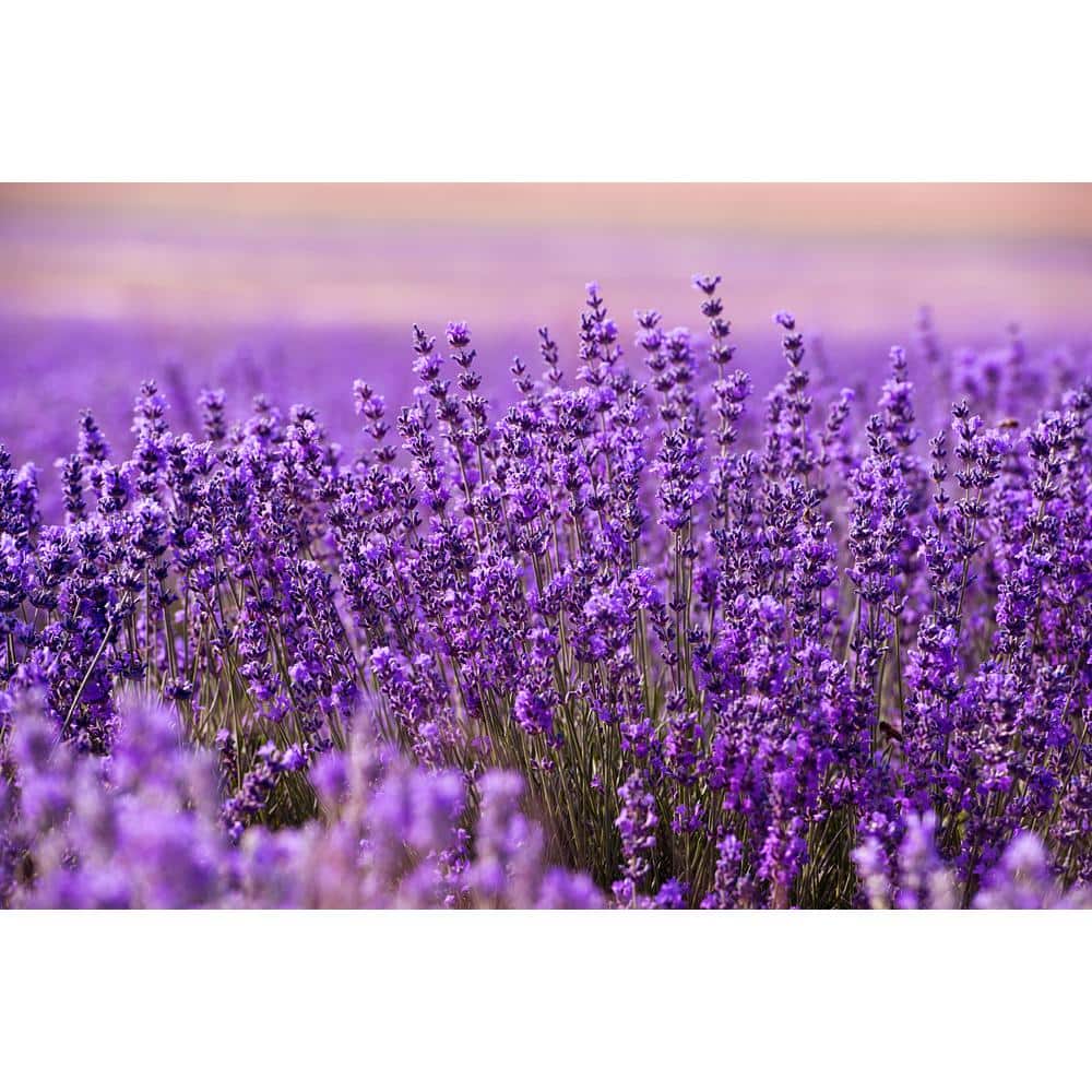 1 Gal. English Lavender Plant with Incredible Purple Color and Fragrance (2-Pack) - Hercitys
