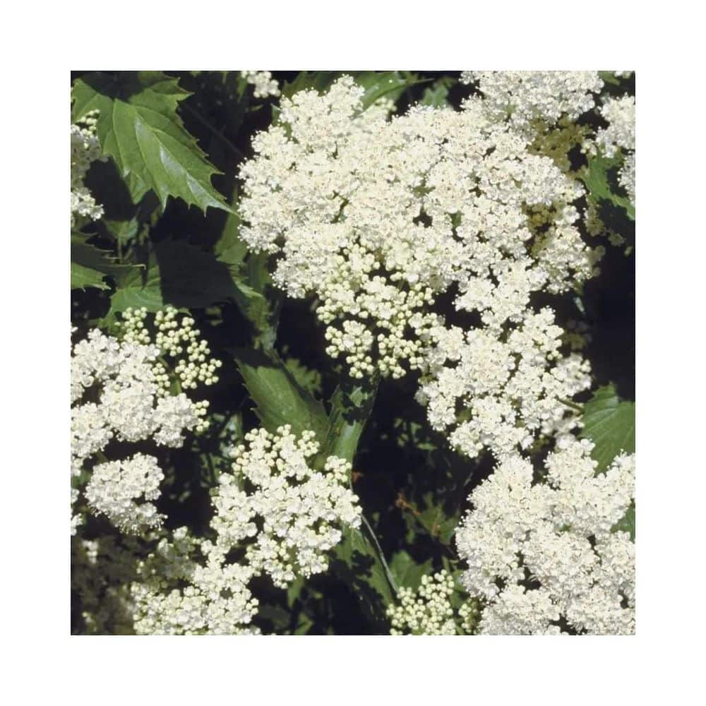 2 Gal. Blue Muffin Viburnum Live Shrub with White Spring Flowers and Blue Fall Berries - Hercitys