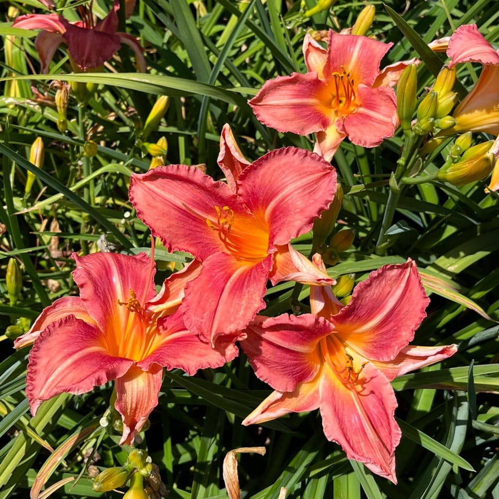 #5 Container Shell Pink Daylily Plant - Hercitys