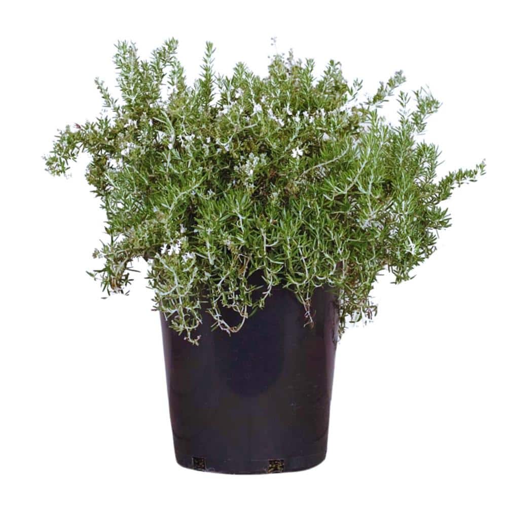 #5 container Creeping Rosemary Plant - Hercitys