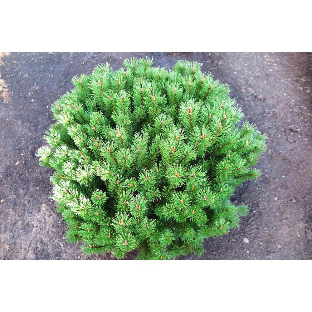 1 Gal. Dwarf Mountain Pine Mugo Shrub - Hercitys