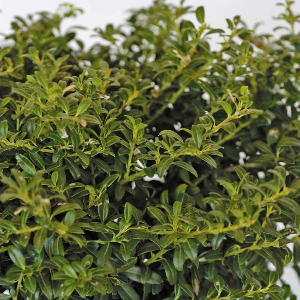 2.5 Gal – Soft Touch Holly(Ilex), Live Evergreen Shrub, Finely Textured Green Foliage - Hercitys