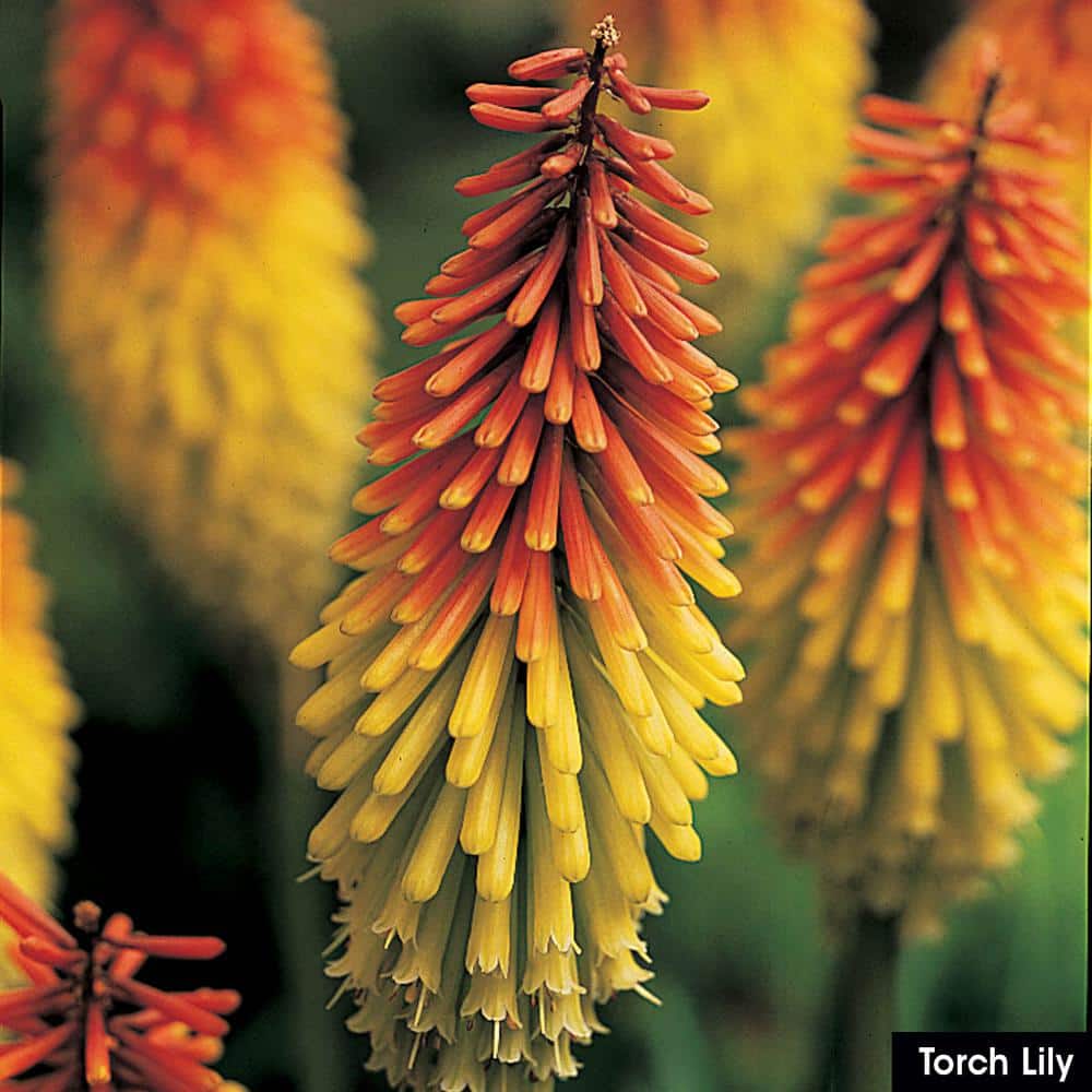 1 Gal. Pot, Torch Lily Potted Flowering Perennial Plant (1-Pack) - Hercitys