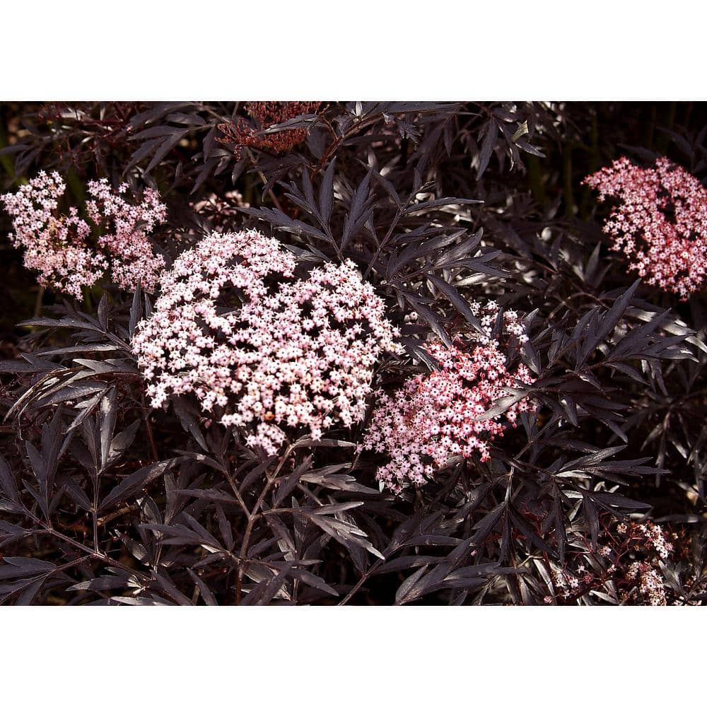 4.5 in. Qt. Black Lace Elderberry (Sambucus) Live Shrub, Pink Flowers - Hercitys