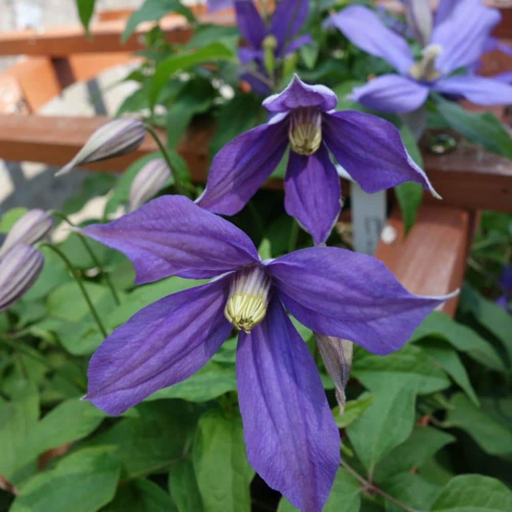 1 Gal. Pot, Chloe Clematis Vine, Potted Blue Flowering Perennial Plant (1-Pack) - Hercitys
