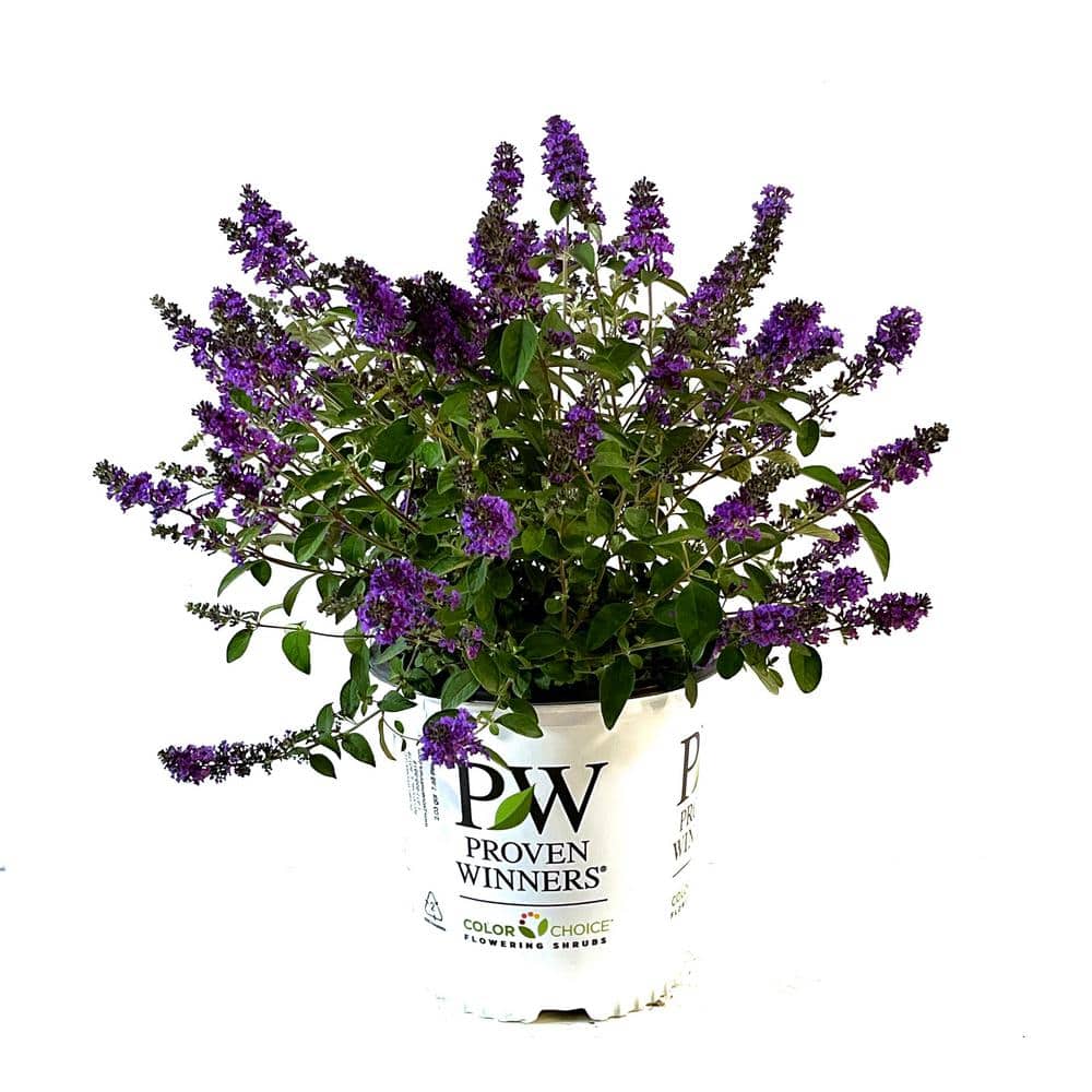2 Gal. Lo & Behold Blue Chip Jr. Butterfly Bush (Buddleia) Live Shrub with Purple Flowers - Hercitys