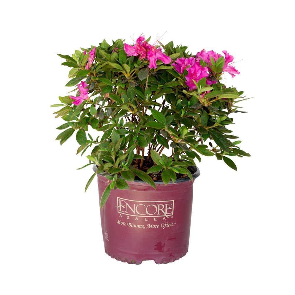 3 Gal. Autumn Royalty Reblooming Azalea Shrub with Purple Flowers - Hercitys