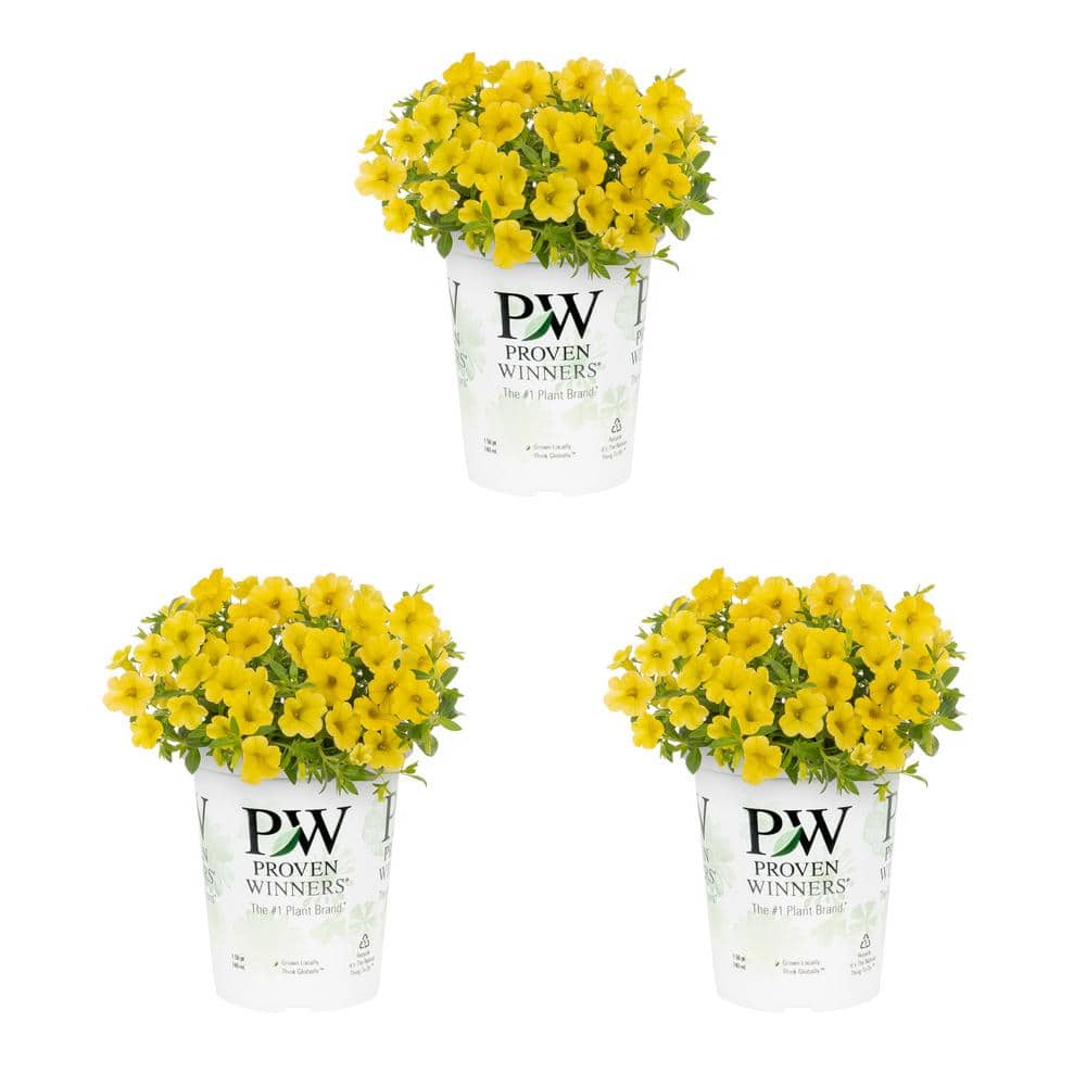 2.5 Qt. Proven Winners Calibrachoa Superbells Yellow Annual Plant (3-Pack) - Hercitys