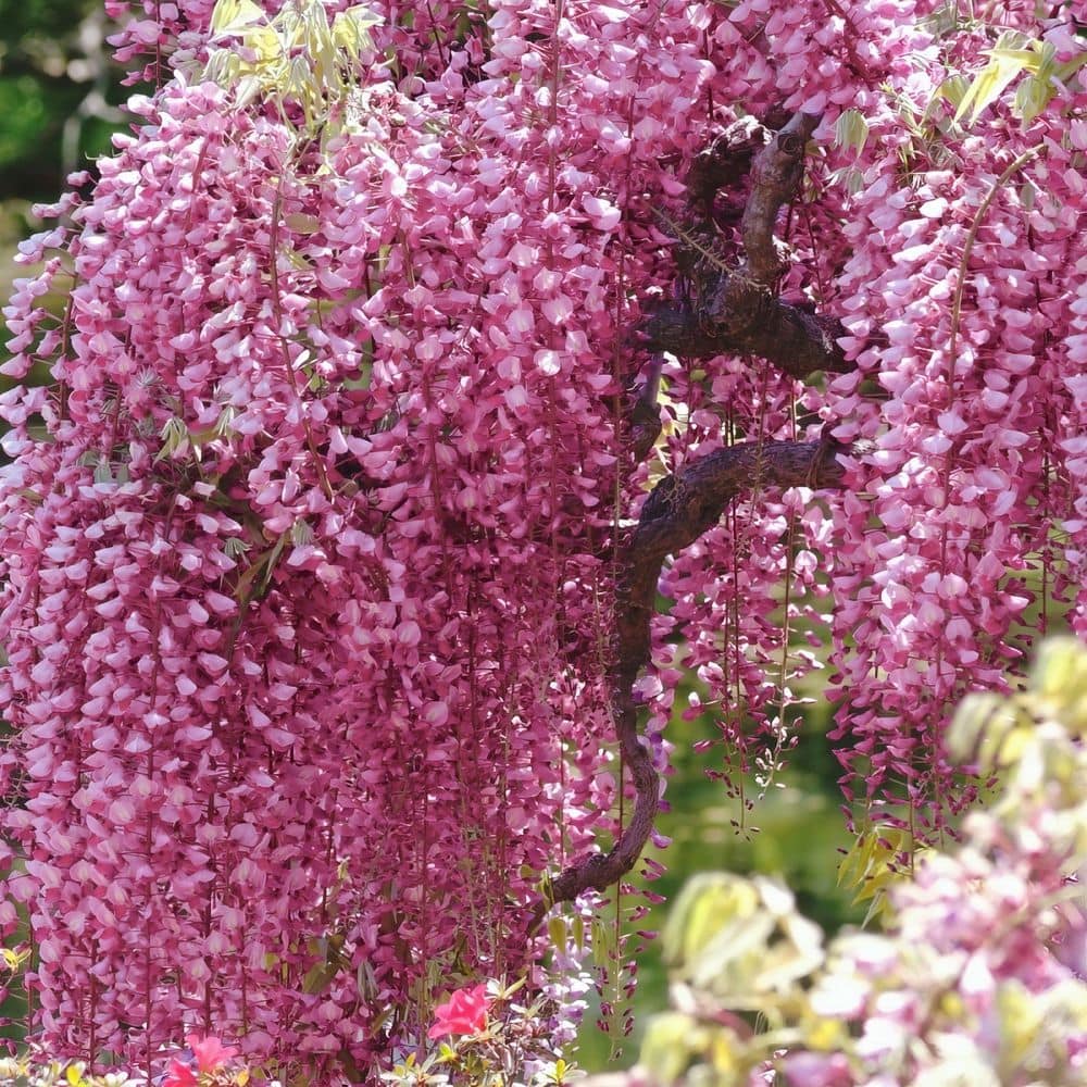 1 gal. Pink Wisteria Plant with Pink Flowers - Hercitys