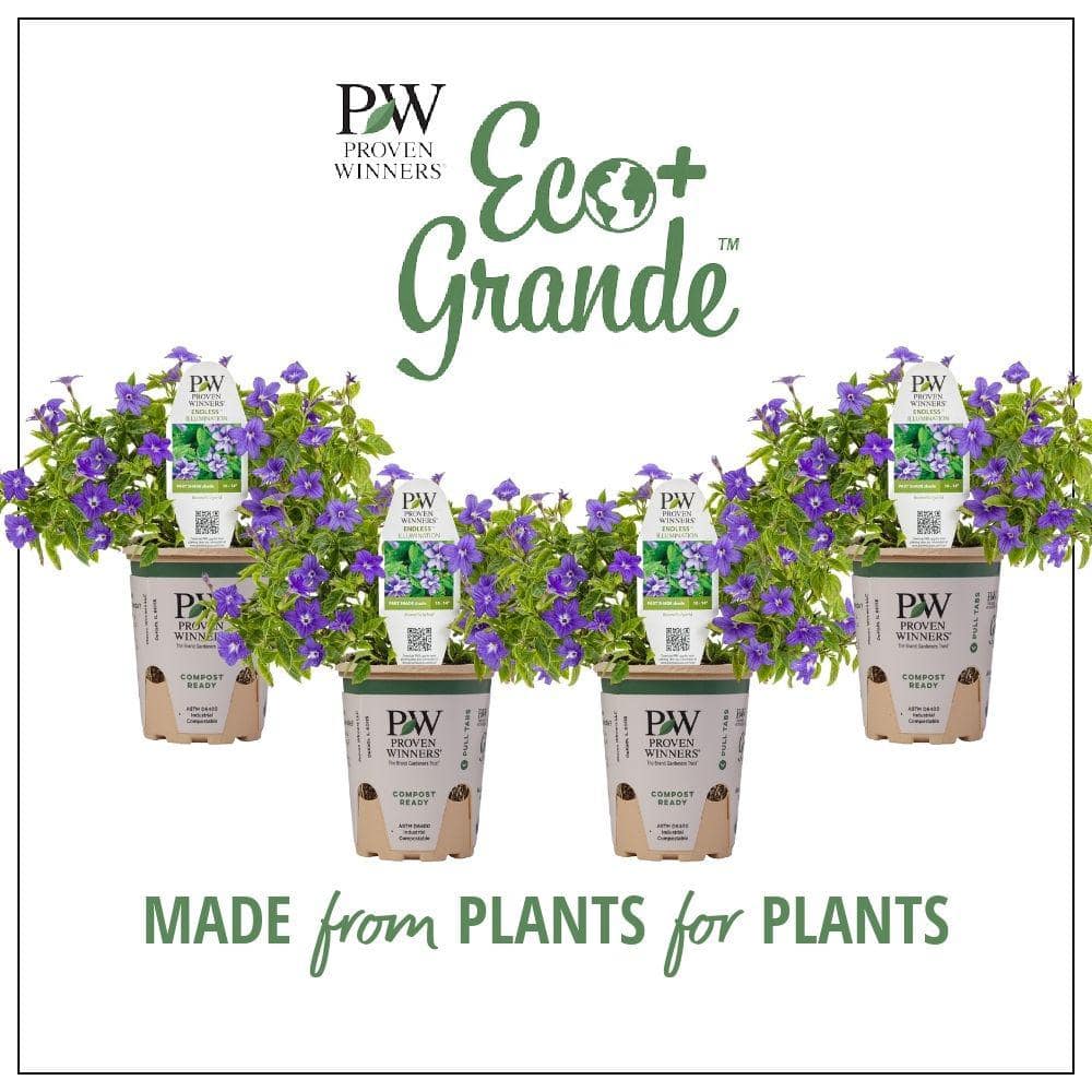 4.25 in. Eco+Grande Endless Illumination (Browallia) Live Plant, Blue-Purple Flowers 4-Pack - Hercitys